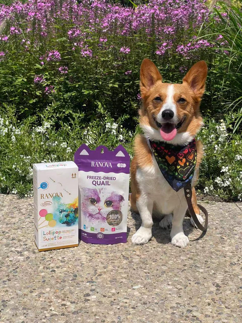 IG:missbentleythecorgi