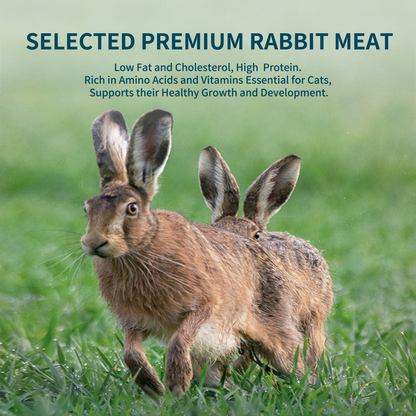 Rabbit