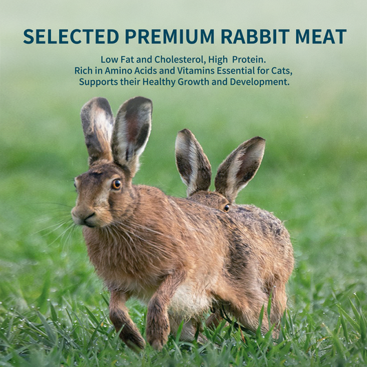 Rabbit