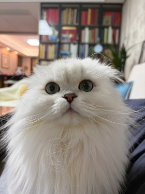 At PurrfectPets, we believe pets are family.